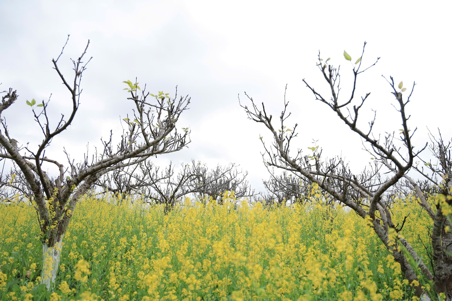 Xuân về trên cao nguyên trắng Bắc Hà